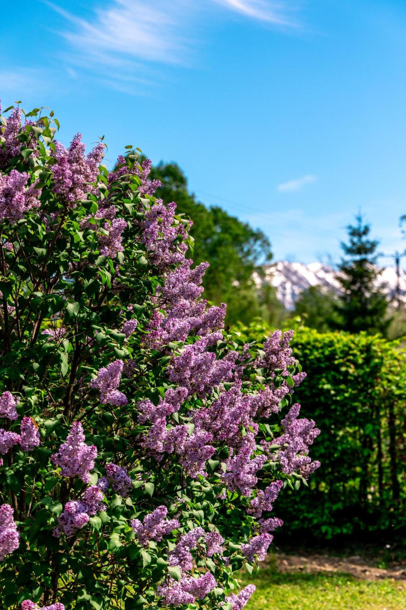 Pensiunea Poiana Avrigului Exteriér fotografie